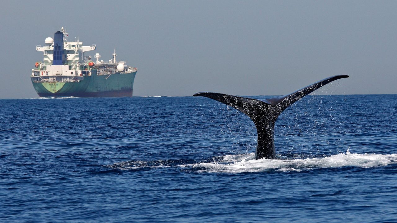 10 Devastating Videos of Marine Animals Caught in Fishing Gear - One Green  Planet