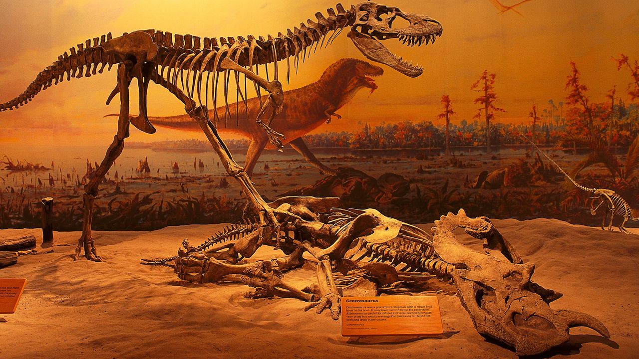 Tiny T. rex fossils may be distinct species – but not everyone
