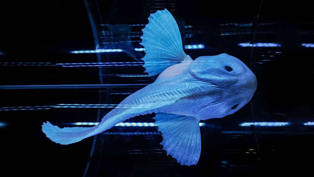 Never-before-seen fish found more than 3 miles under the sea