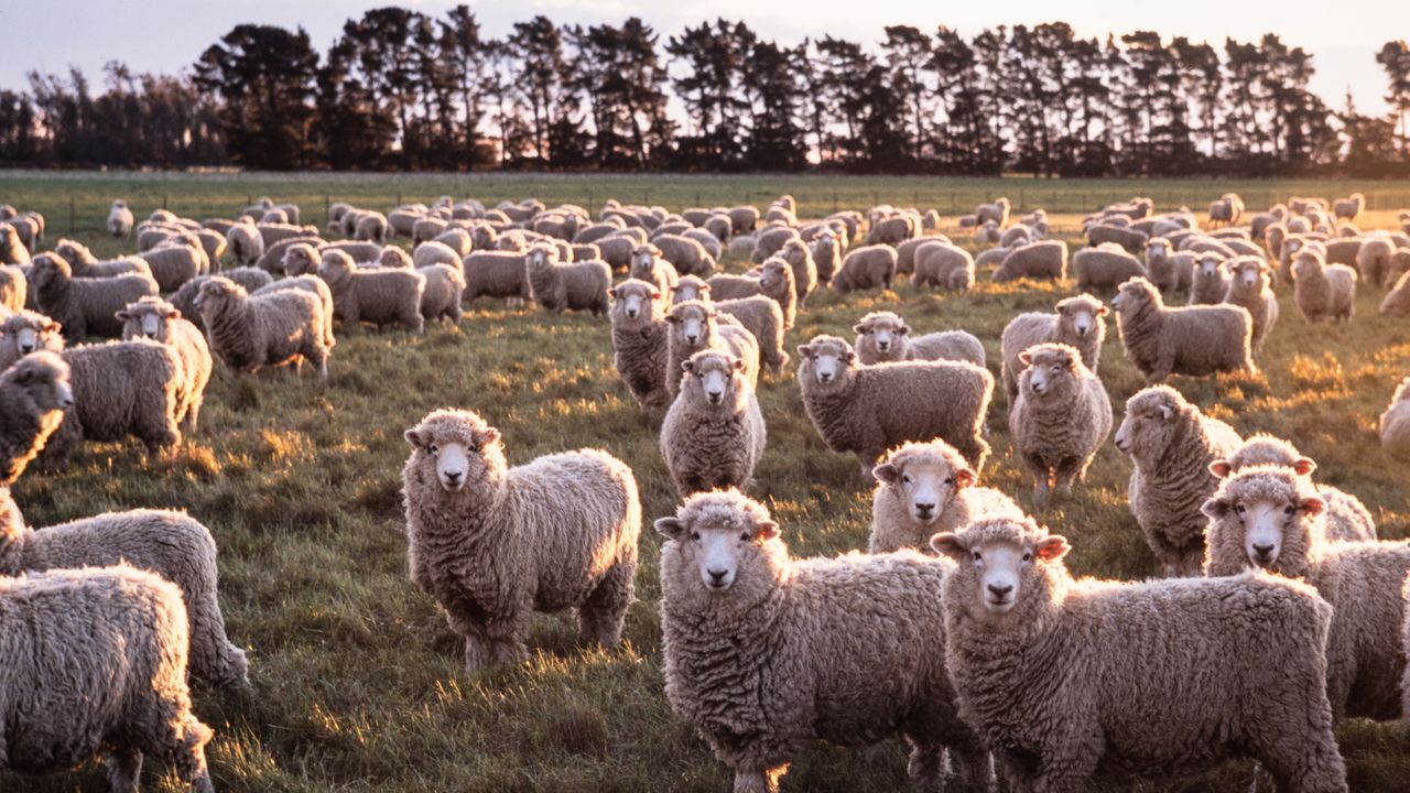 Can regenerative wool make fashion more sustainable?