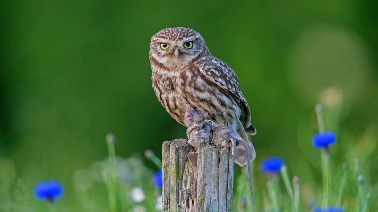Air Pollution Effects On Animals