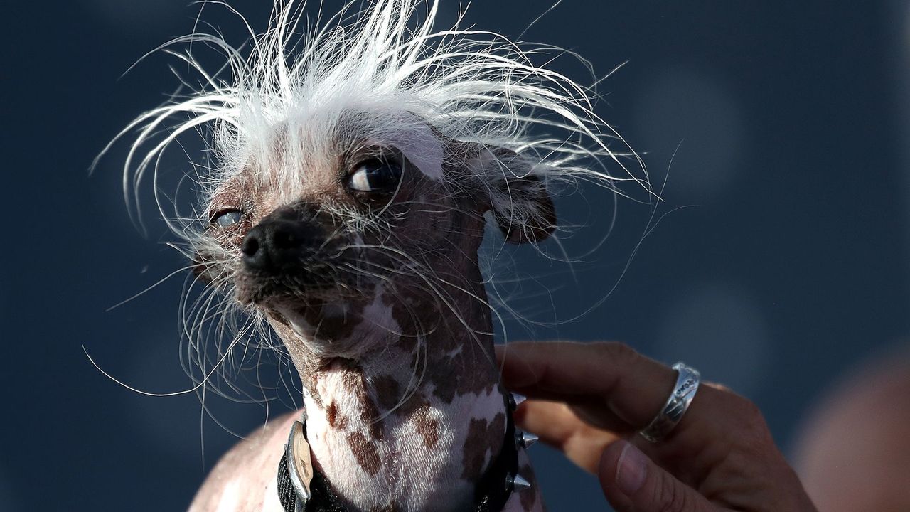 What do we know about the world's ugliest animal?
