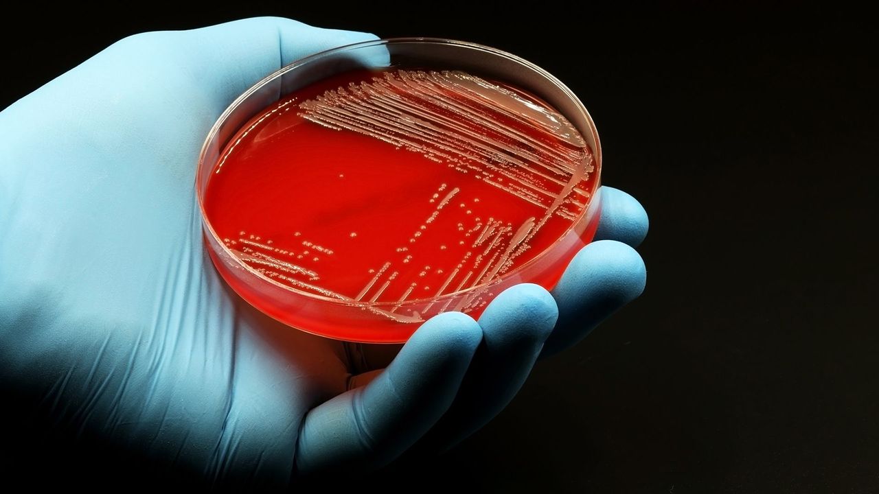 What causes left-handedness? - The Petri Dish