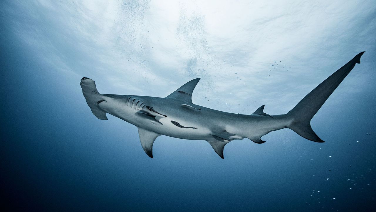 Large hammerhead shark caught off coast of Florida