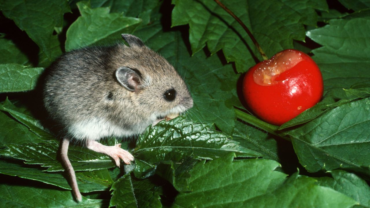  siberian mouse pimpandhost 200 How common are unexplained outbreaks of disease?