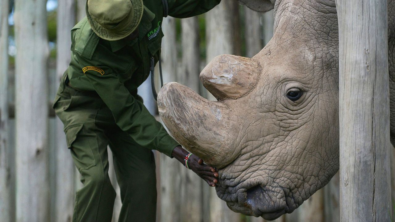 Last male of his kind: The rhino that became a conservation icon