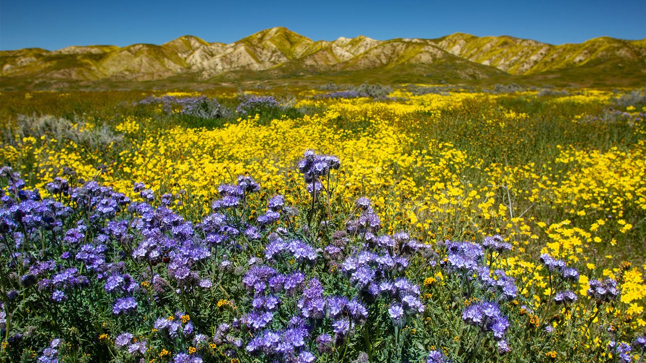 Historic superbloom brings vibrant colors to California's desert - ABC News