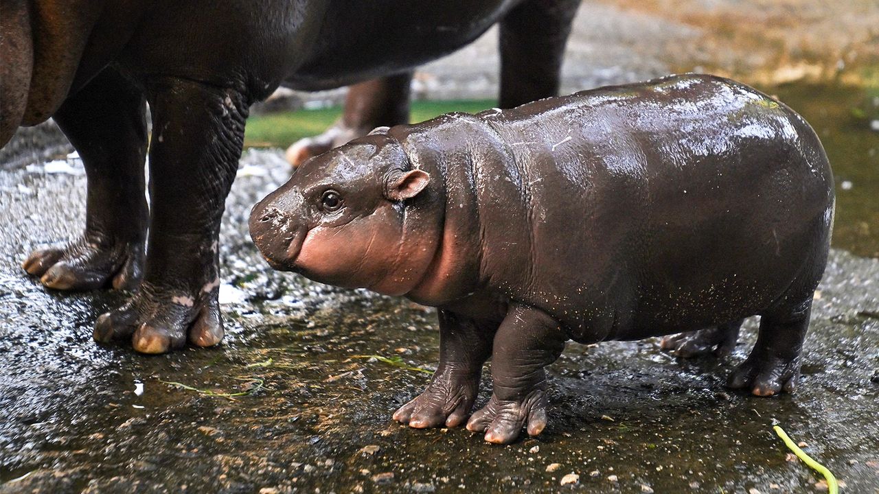 Moo Deng: The shrinking habitat of the world's most celebrated hippo