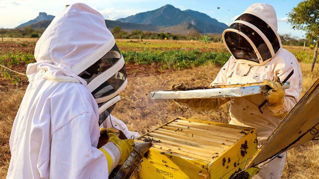 smart farming in kenya Elephants hate bees