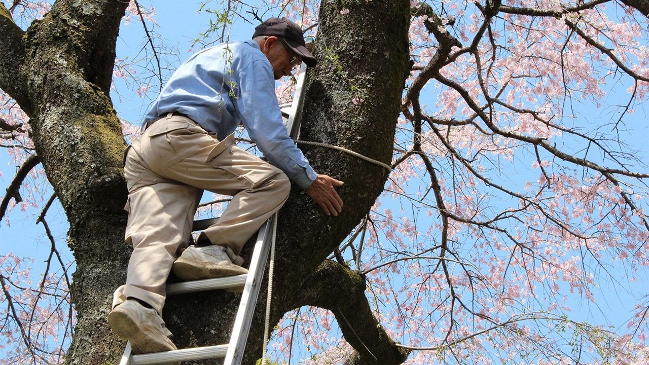 Dispenser Sacchetti Cacca A Forma Di Albero Di Ciliegio – Si Aggancia Al Guinzaglio, Resistente E Capiente