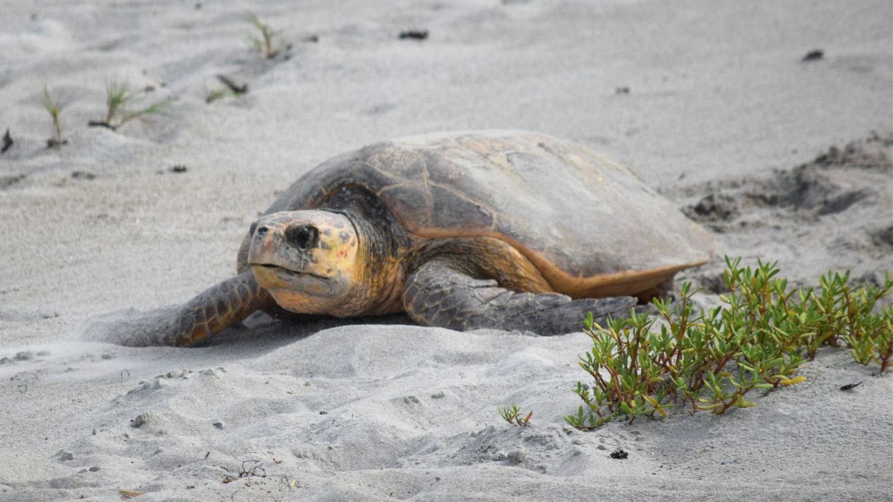 The surprising Florida refuge where sea turtles love to nest
