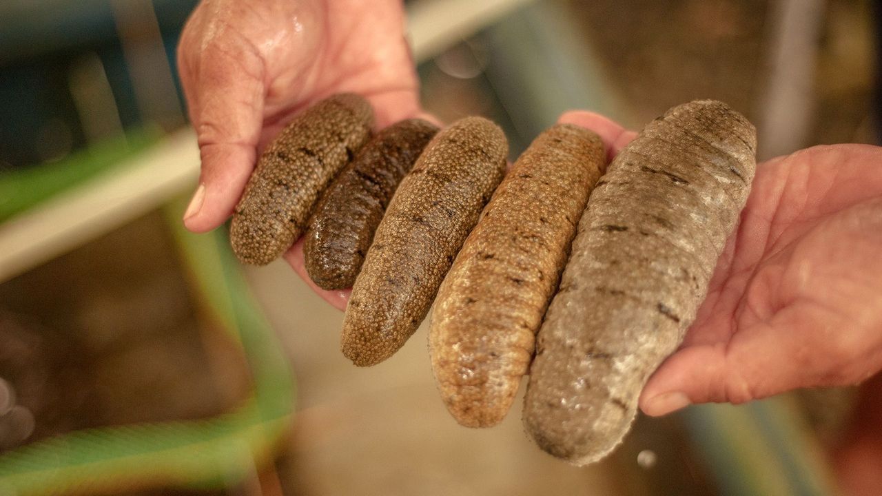 Менің сүйіктім сәкесімен