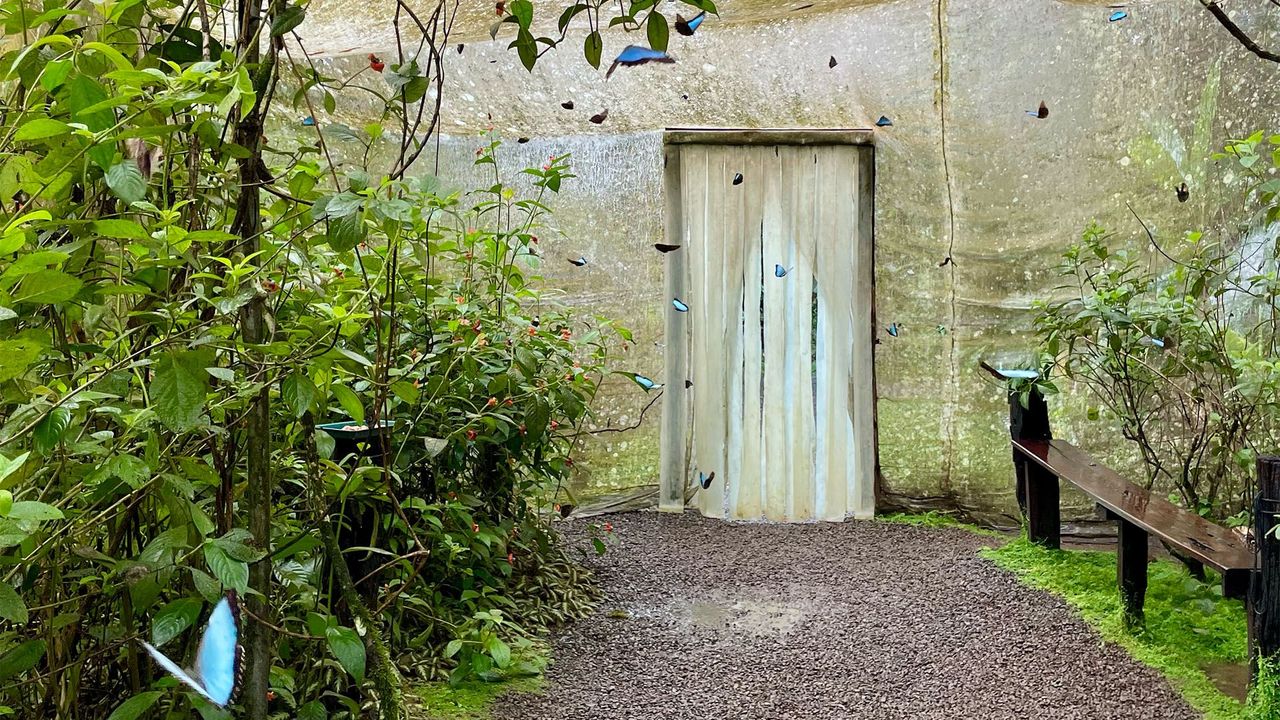 Costa Rica’s rainforest reborn by butterflies
