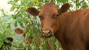 How to stop cows producing methane