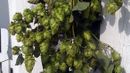 Hops grow on a fence near the Keuka Brewing Company, a stop on the Finger Lakes Beer Trail. (Finger Lakes Beer Trail) (Credit: Finger Lakes Beer Trail)