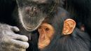 A mother chimp reassures her child (credit: Andy Rouse / NPL) A mother chimp reassures her child (credit: Andy Rouse / NPL)