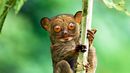 Tarsier (credit: Steve Bloom Images / Alamy) Tarsier (credit: Steve Bloom Images / Alamy)