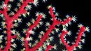 Red sea coral (credit: ALEXANDER SEMENOV/SCIENCE PHOTO LIBRARY)