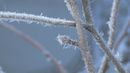 Frost (credit: BBC Earth Productions) Frost (credit: BBC Earth Productions)