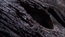 Slow loris hole (credit: BBC Earth Productions) Slow loris hole (credit: BBC Earth Productions)