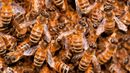 Honey bee swarm (credit: Umberto Salvagnin CC BY 2.0) Honey bee swarm (credit: Umberto Salvagnin CC BY 2.0)