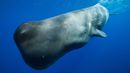A sperm whale (Physeter macrocephalus) (Credit: Reinhard Dirscherl / Alamy)