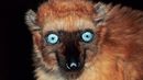 Female blue-eyed black lemur (Credit: imageBROKER / Alamy) Female blue-eyed black lemur (Credit: imageBROKER / Alamy)