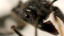 Bullet ant (credit: Redmond Durrell / Alamy)