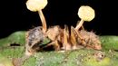 Ophiocordyceps unilateralis (Credit: Dr Morley Read/Science Photo Library)