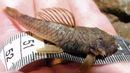 Cave-climbing catfish, Chaetostoma microps (Credit: Geoff Hoese)