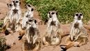A group of meerkats (Suricata suricatta) (Credit: RooM the Agency/Alamy)