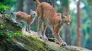 A Eurasian lynx (Lynx lynx) with her cub (Credit: Edwin Giesbers/NPL)
