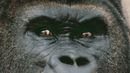 Bbc - Earth - There Is Something Weird About This Gorilla's Eyes