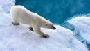 bbc earth polar bear teddy