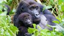 Gordon Buchanan meets the fearsome leader of his gorilla family and two baby gorillas. Gordon Buchanan meets the fearsome leader of his gorilla family and two baby gorillas.