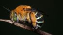 Australian blue-banded bee (Amegilla murrayensis) (Credit: James Niland)