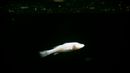 BBC - Earth - Rare fish swims upside down