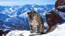 Snow leopard filmed for the BBC's Planet Earth II (Credit: David Willis) Snow leopard filmed for the BBC's Planet Earth II (Credit: David Willis)