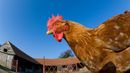 Chickens may be capable of "mental time travel" (Credit: Ernie Janes/naturepl.com)