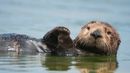 BBC - Earth - Conservation success for otters on the brink