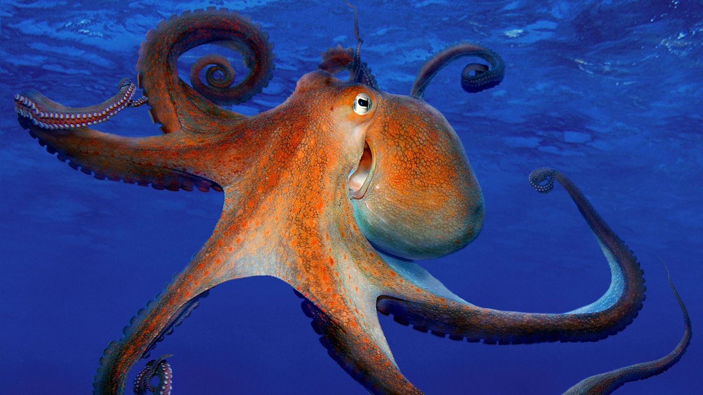 Octopus: The thief of the deep - BBC Reel
