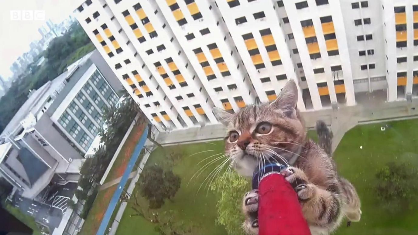 Falling felines Keeping cats in highrise flats safe BBC Reel