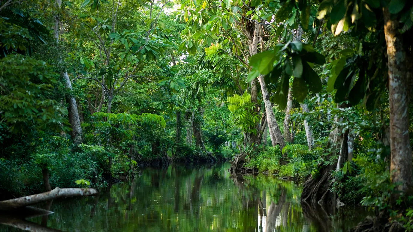 The rainforest largely untouched by humans - BBC Reel