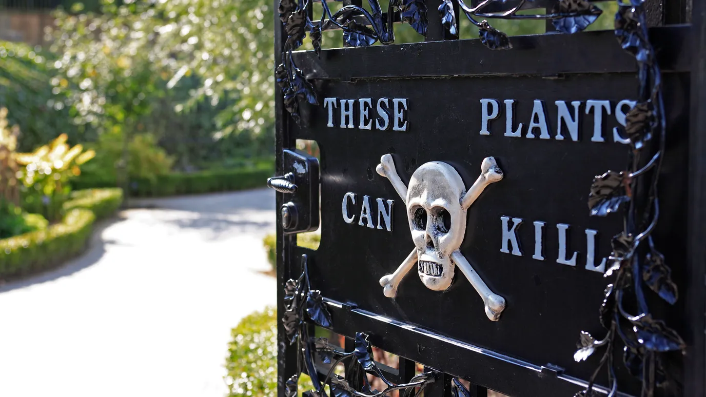 Strange garden. The Poison Garden. Альнвика. Poison Garden тщкеруьиукдфтв. Britain these Plants can Kill.