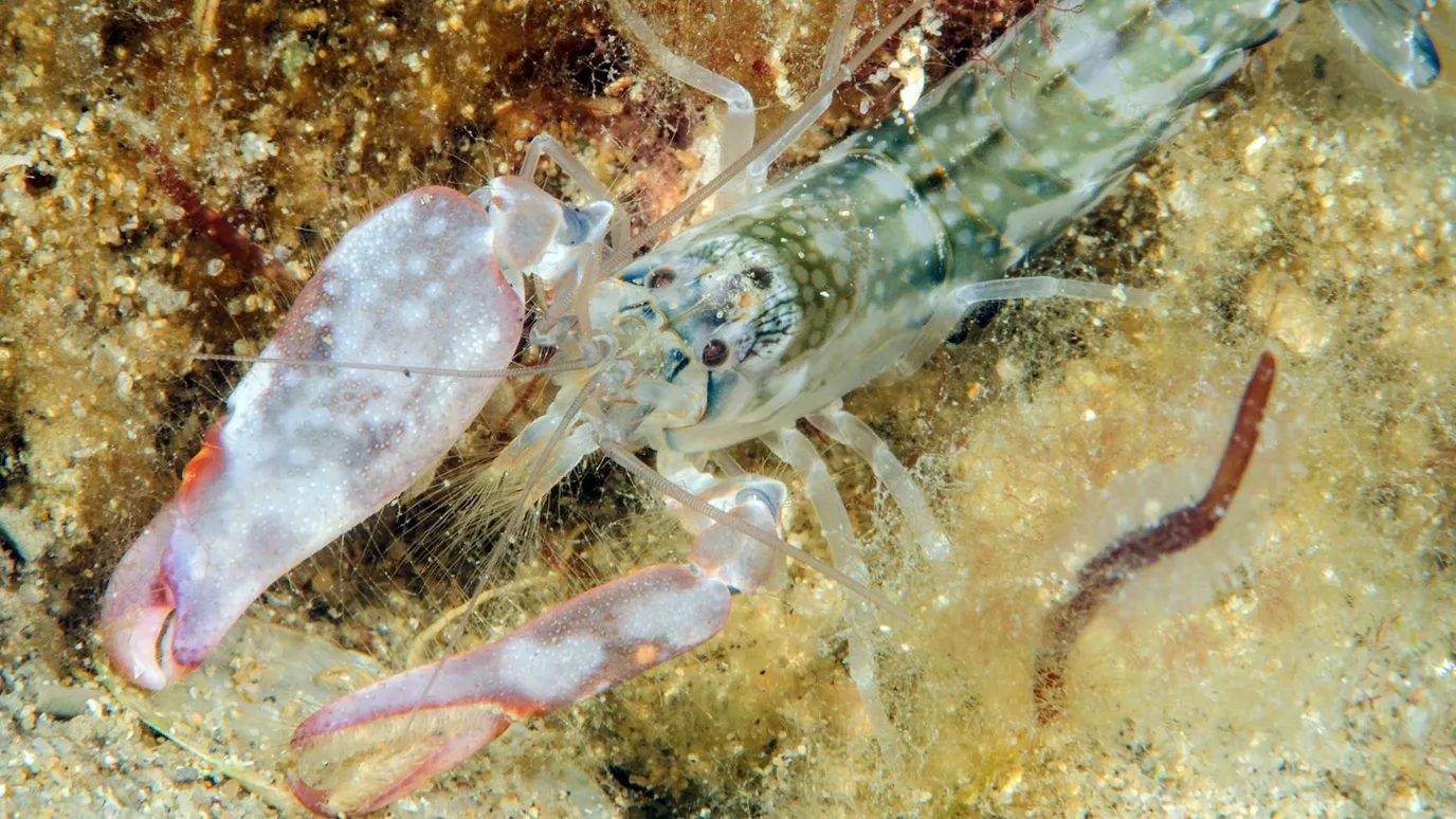 Can A Pistol Shrimp Kill A Human The sound of a pistol shrimp - BBC Reel
