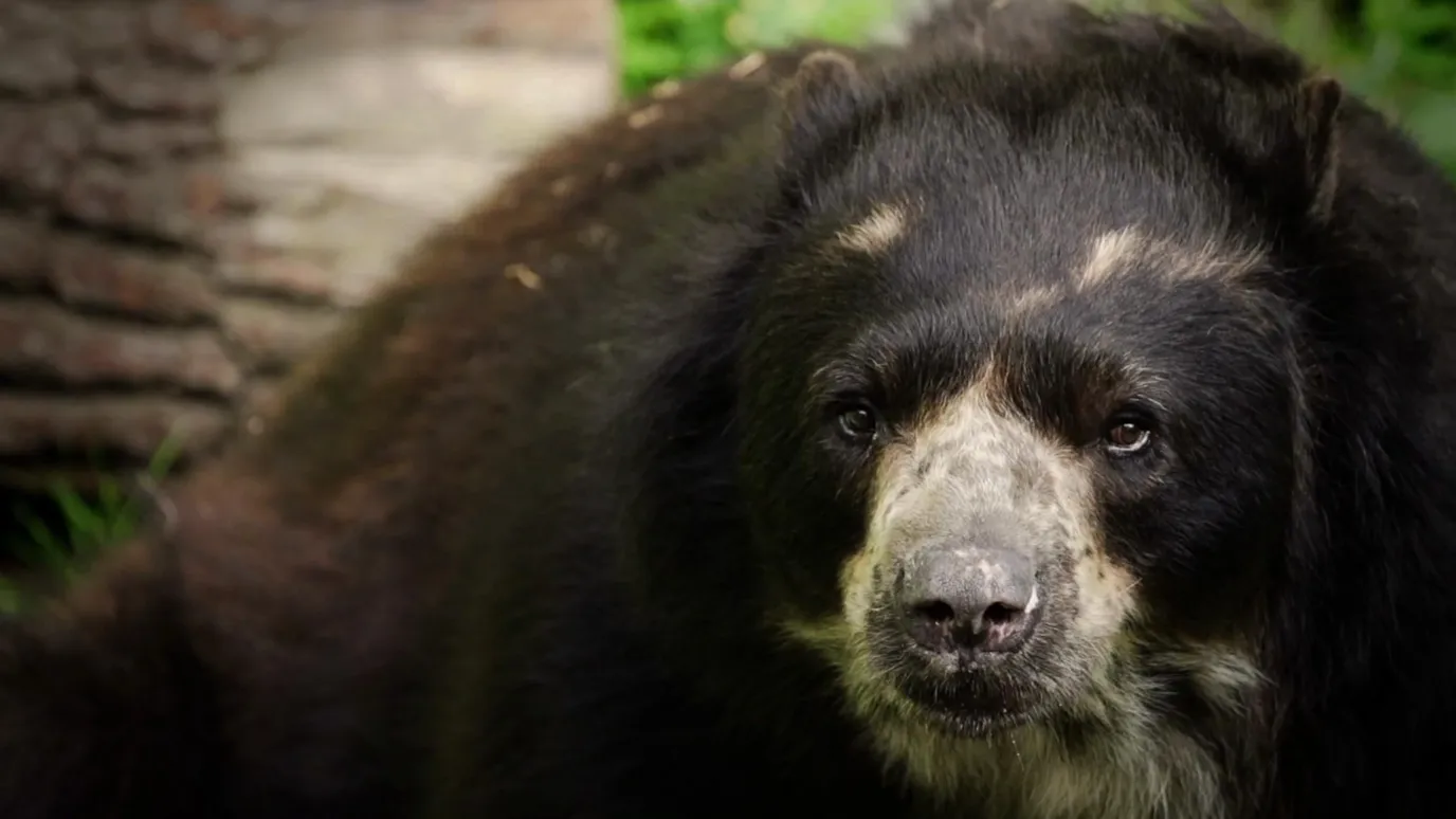 Climate chaos makes Paddington Bear 'hangry' - BBC Reel