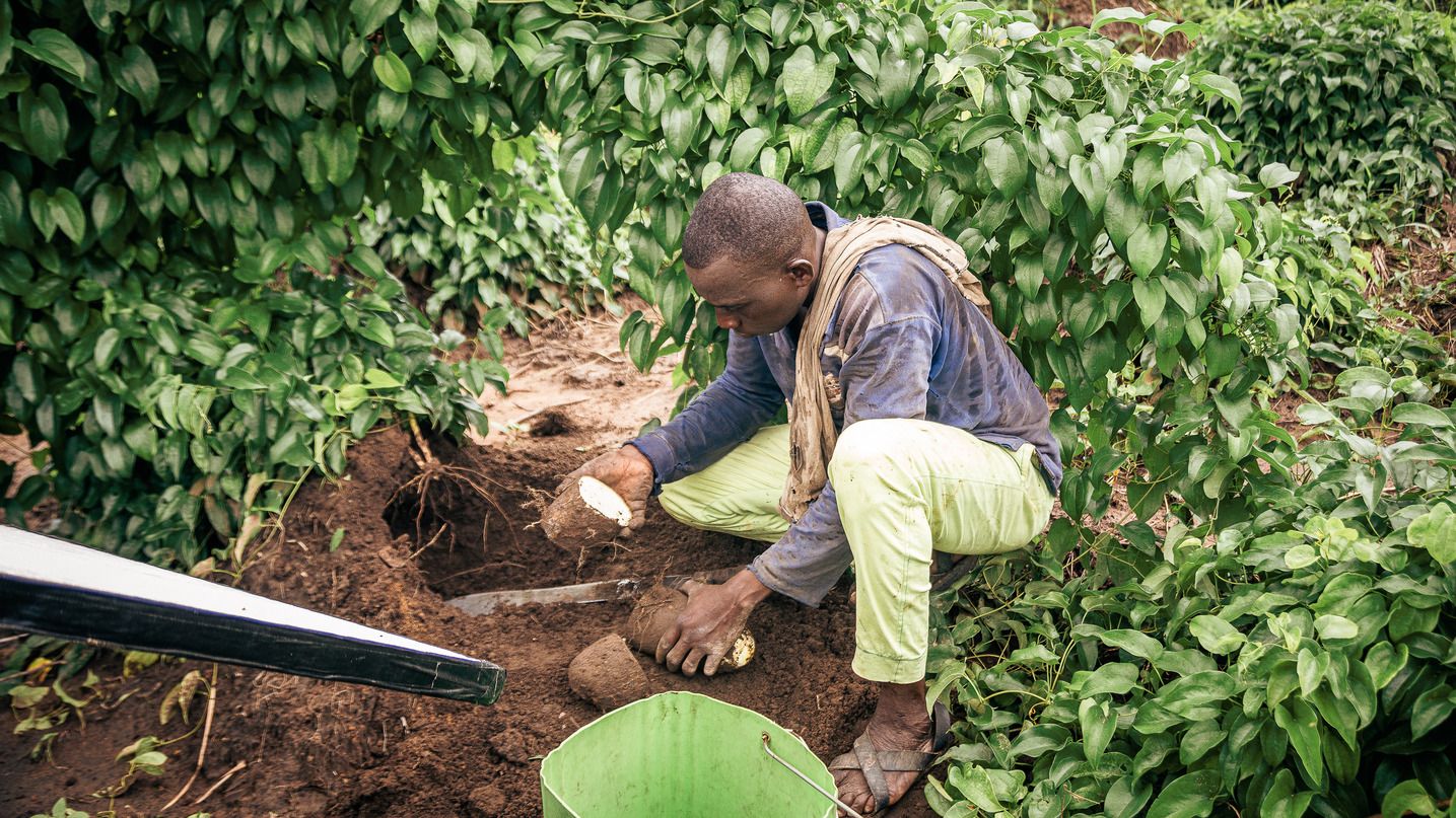 Man digging up produce Man digging up produce