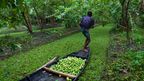 The revival of floating vegetable arks