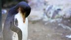 New Zealand's rare penguin hospital