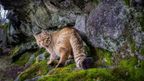 Rare images of Europe's 'ghost cat'